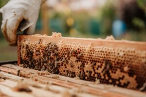 favo de mel, apicultura