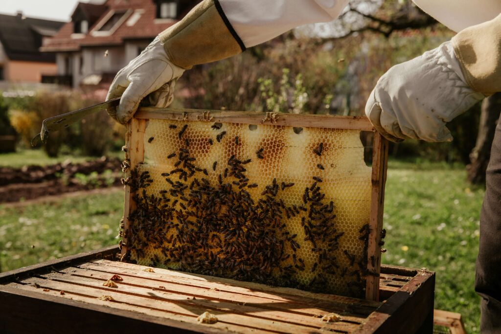 Ilustração de uma colmeia de apicultura