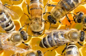 Abelhas produzindo mel, apicultura