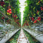 Fazendas Verticais: A Agricultura do Futuro